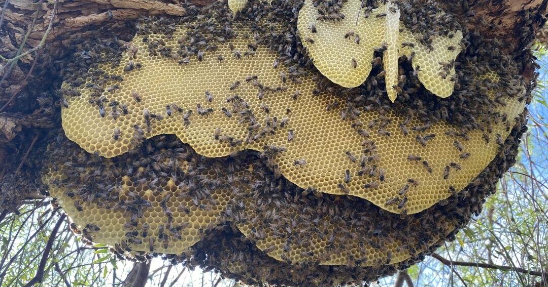 Summerlin Honeybee Swarm Finds New Home